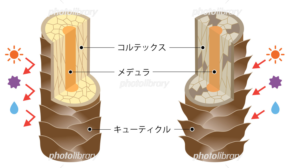 髪の毛の構造地肌の構造