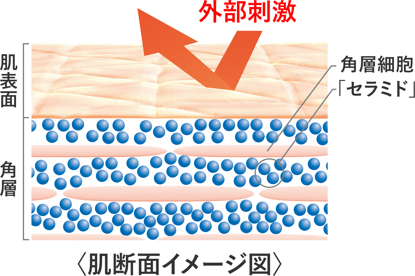 髪の毛にセラミドが必要な理由